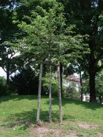 Gelände des Europäischen Patentamtes, Baumpflanzung zum Gedenken an David Cadmann (1927 - 1984) von der Kollegschaft des Europäischen Patentamtes. Es handelt sich um einen Zier-Apfel-Baum namens Malus Hillieri (Hybride)